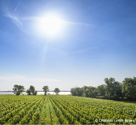 Moulis en Médoc