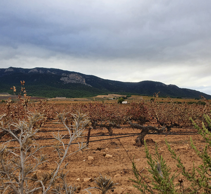 Bodegas Onerom