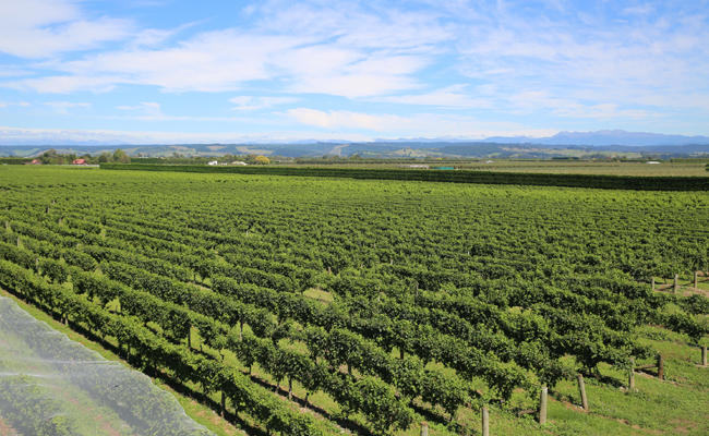 Waimea Family Estate