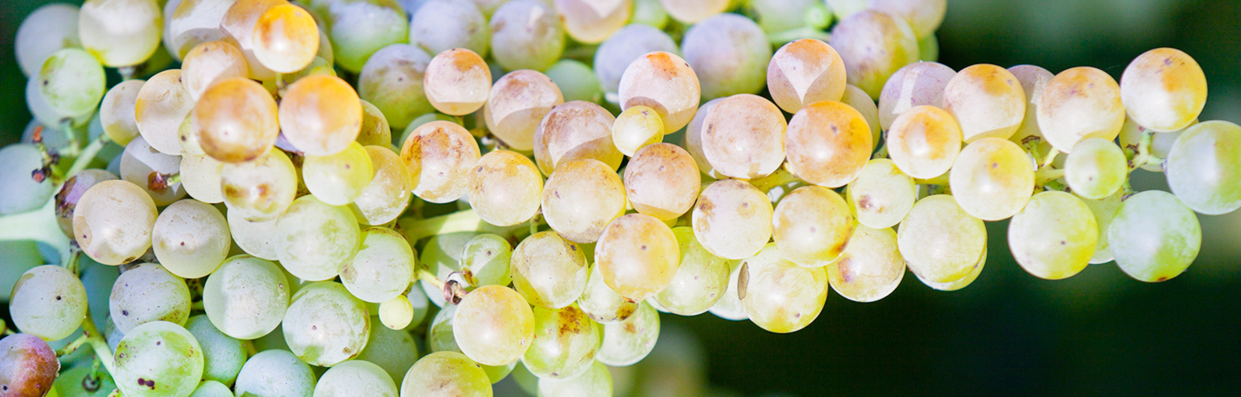 Garganega