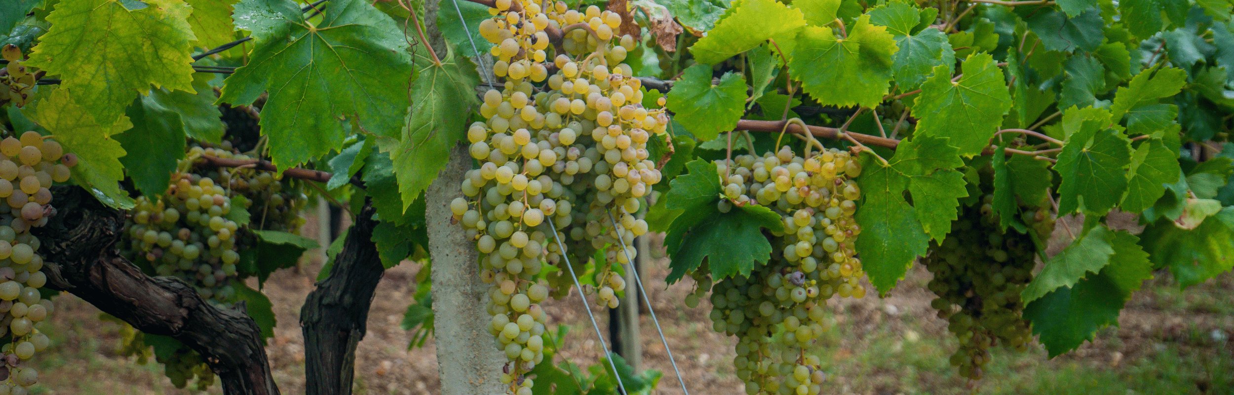 Vermentino