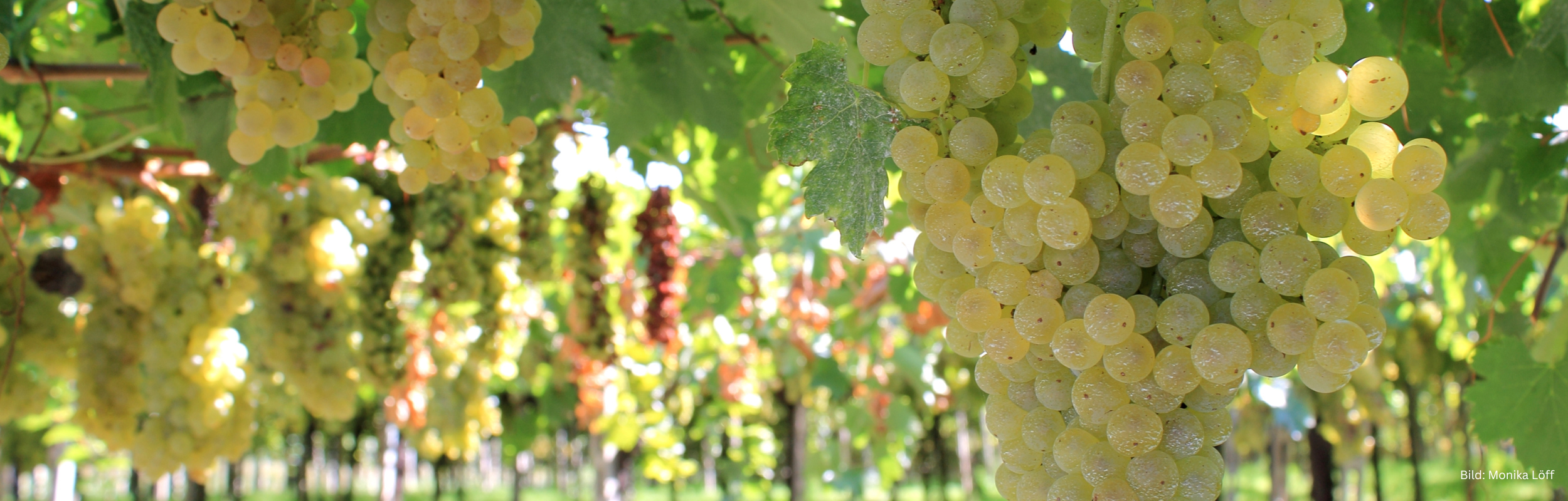 Trebbiano di Lugana